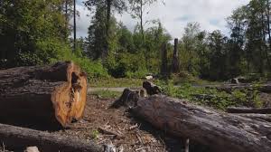 Whippany, NJ Tree Removal Company