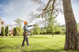 Best Stump Grinding and Removal  in Whippany, NJ