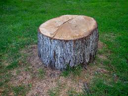 Best Tree Health Inspection  in Whippany, NJ
