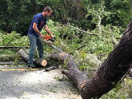 How Our Tree Care Process Works  in  Whippany, NJ